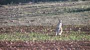  This kangaroo is outstanding in his field